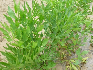 拉維紀(jì)草