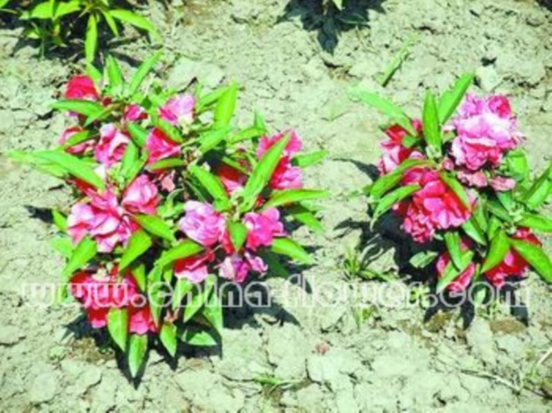 離子注入技術生產的鳳仙花