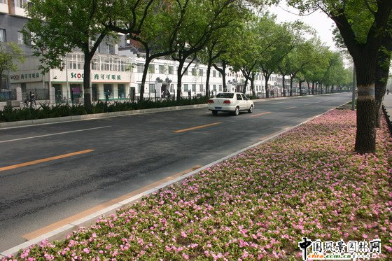 清華東路道路綠化工程 道路
