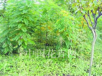 野生地枇杷