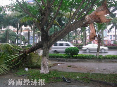 椰子樹“飛”上路邊的景觀樹