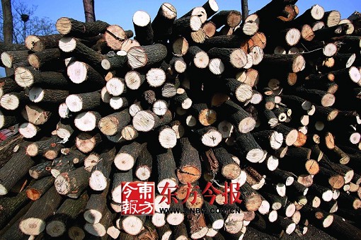 河南：駐馬店大量毀林燒炭 小炭窯一月燒掉20萬斤林木
