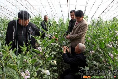 陜西首家引種“人參果”在大荔縣栽植成功