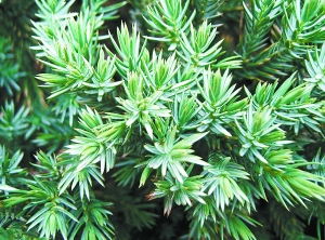 北京 綠化 彩葉樹(shù)