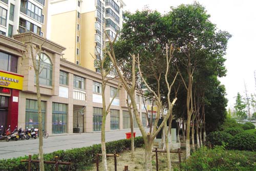 綠樹 截肢　綠化 園林城市 創(chuàng)建 中國風(fēng)景園林網(wǎng)