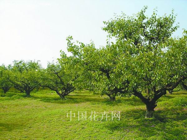 梨樹 應(yīng)用 花卉