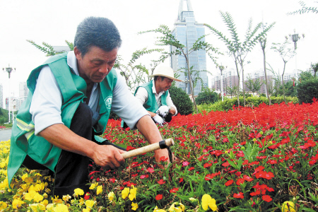 園林工人在岳麓大道綠化帶進行花草補栽。