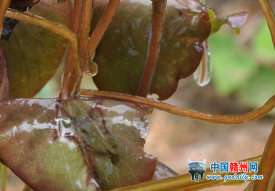 圖為新發(fā)現(xiàn)的野生莼菜。