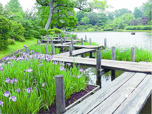 鳶尾 花卉應(yīng)用 公園
