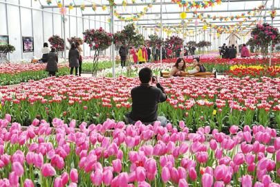 游客在郁金香花海拍照留念。