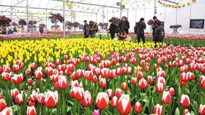 花卉博覽園—荷蘭郁金香花海。