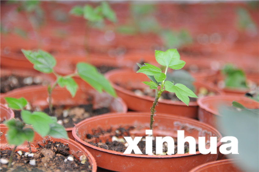 在三峽苗圃研究中心育苗蔭棚，通過(guò)實(shí)驗(yàn)室組培成功的三峽特有植物楓香長(zhǎng)勢(shì)喜人