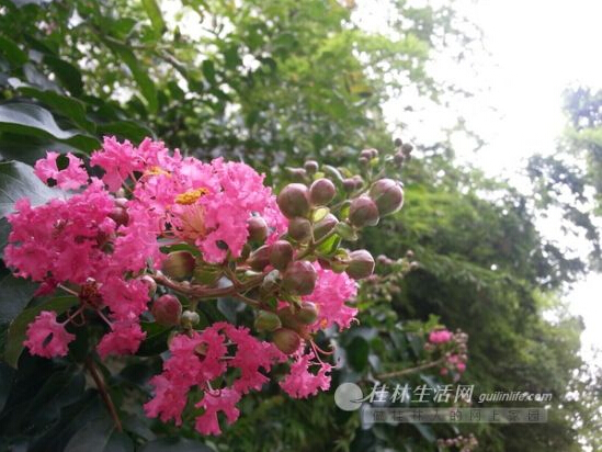 紫薇花色艷麗，花期很長(zhǎng)。