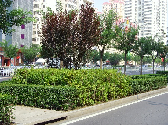 北京奧運(yùn)中心區(qū)整體道路景觀系統(tǒng)規(guī)劃設(shè)計