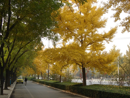 北京市重點城市道路規(guī)劃設計