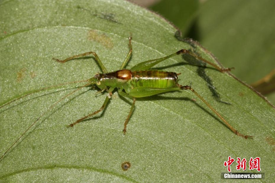 三峽大老嶺自然保護(hù)區(qū)發(fā)現(xiàn)3種昆蟲(chóng)新物種