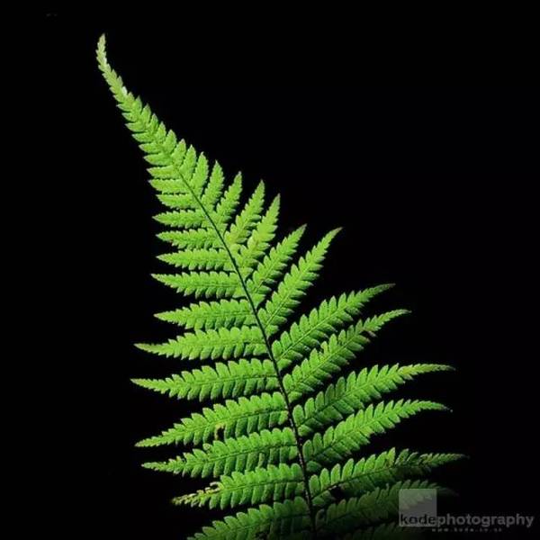 15張圖片展示植物中的數(shù)學(xué)