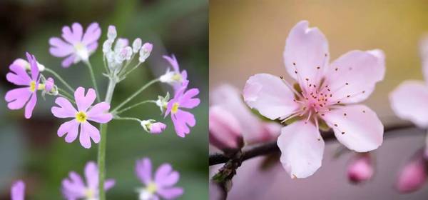 斐波那契花菜，植物也有數(shù)學秘密