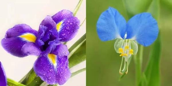 斐波那契花菜，植物也有數(shù)學秘密