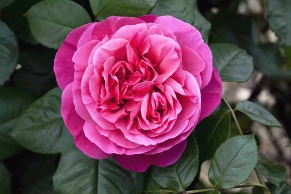斐波那契花菜，植物也有數(shù)學秘密