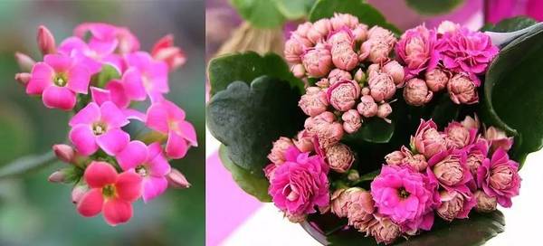 斐波那契花菜，植物也有數(shù)學(xué)秘密