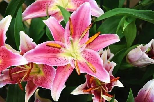 斐波那契花菜，植物也有數(shù)學(xué)秘密