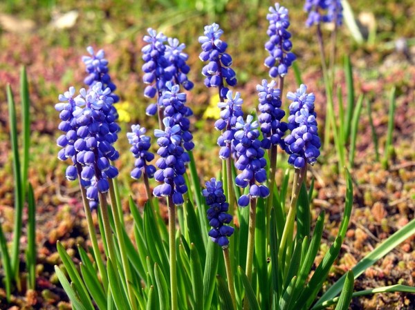 斐波那契花菜，植物也有數(shù)學(xué)秘密
