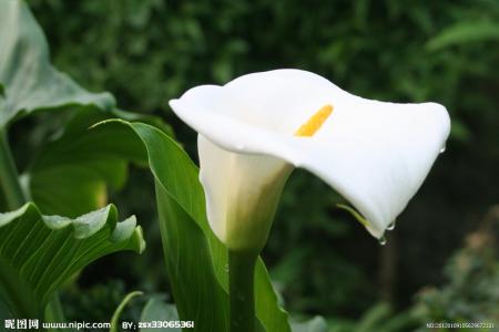 適合情人節(jié)送的花及送花寓意盤點(diǎn)