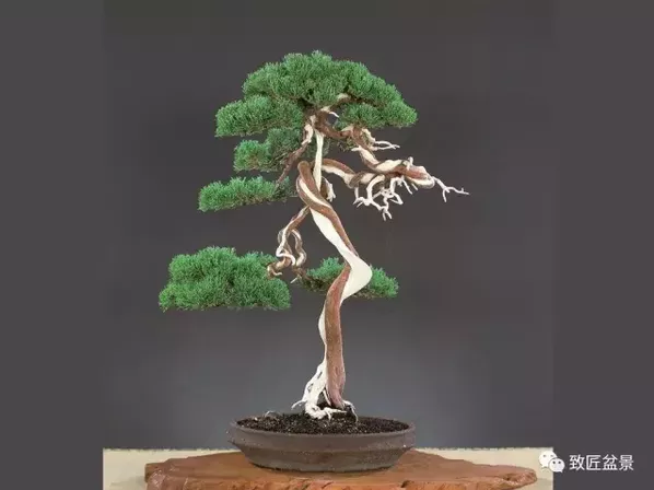盆景知識(shí)：栽培與養(yǎng)護(hù)的九個(gè)要素