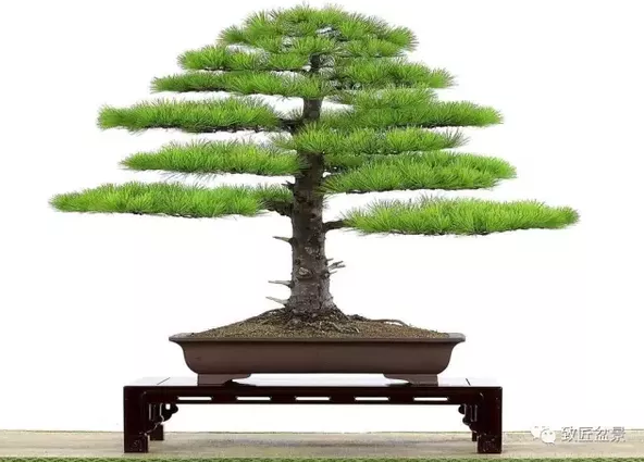 盆景知識(shí)：栽培與養(yǎng)護(hù)的九個(gè)要素