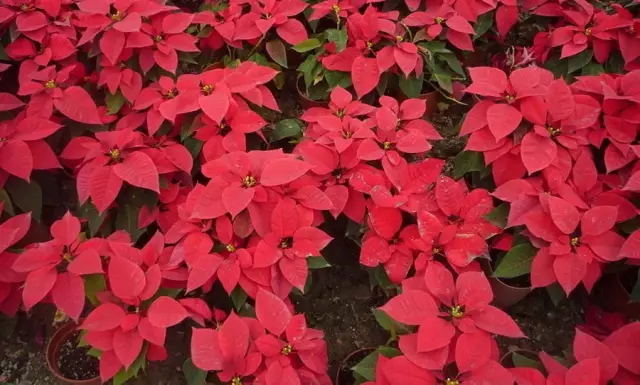 這些美麗卻危險(xiǎn)的花木，注意保持距離！