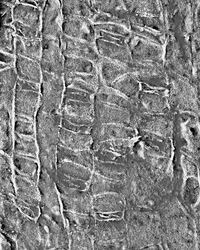 種子植物大類群起源和系統(tǒng)發(fā)育關(guān)系研究進(jìn)展