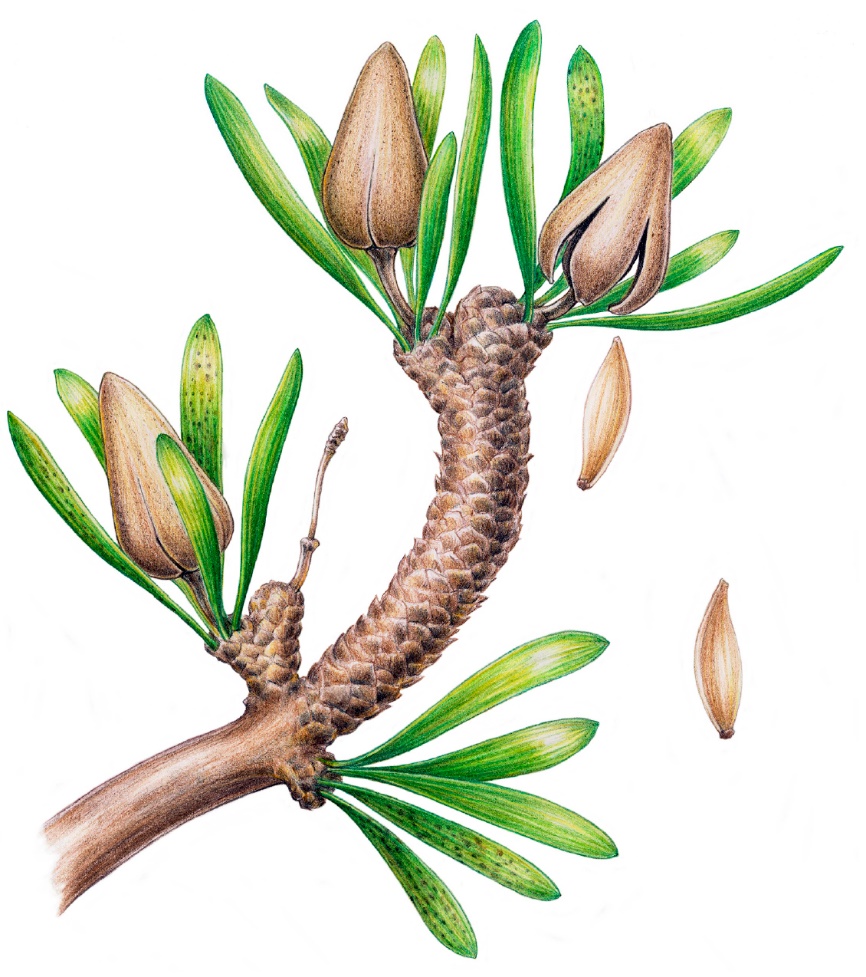 種子植物大類群起源和系統(tǒng)發(fā)育關(guān)系研究進(jìn)展