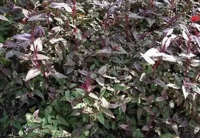認(rèn)識(shí)植物：這些常見的園林植物你認(rèn)識(shí)嗎？