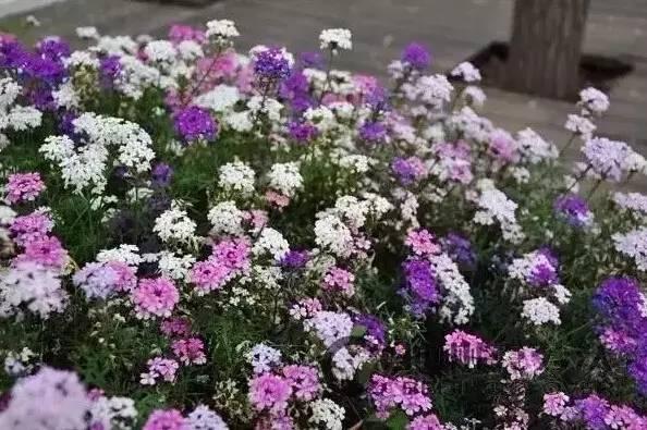 認(rèn)識(shí)植物：這些常見的園林植物你認(rèn)識(shí)嗎？