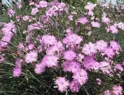 認(rèn)識(shí)植物：這些常見的園林植物你認(rèn)識(shí)嗎？