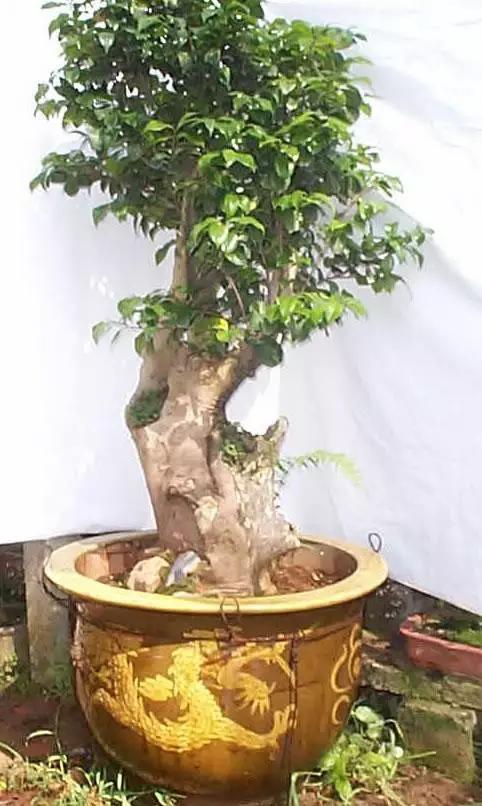 飲茶品茗，欣賞茶樹(shù)盆景