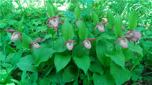 珍寶島濕地野生動(dòng)植物本底調(diào)查進(jìn)展順利