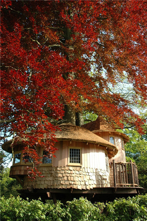 “藍(lán)森林”樹(shù)屋給你樹(shù)梢間生活的神奇體驗(yàn)