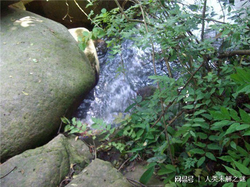 植物也會像動(dòng)物一樣爭奪地盤以維持生存？