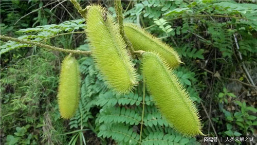 植物也會像動(dòng)物一樣爭奪地盤以維持生存？
