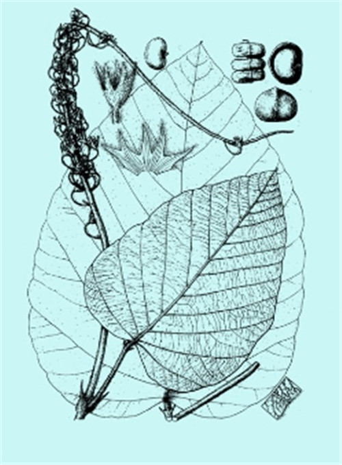 植物科學畫，宜興有名家