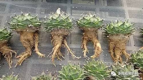 種植仙人掌科多肉植物該用什么土？
