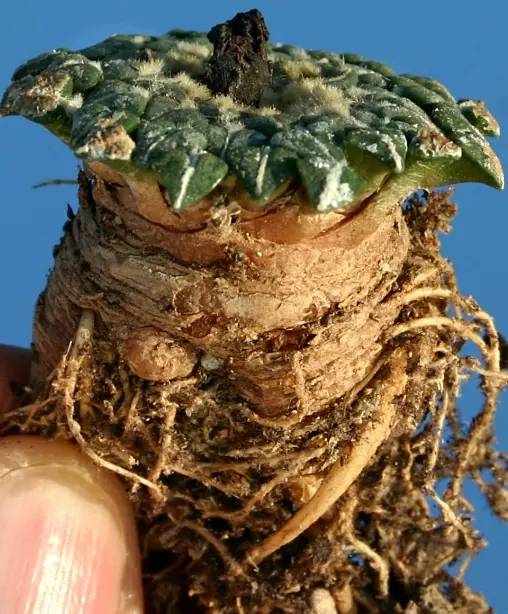 種植仙人掌科多肉植物該用什么土？
