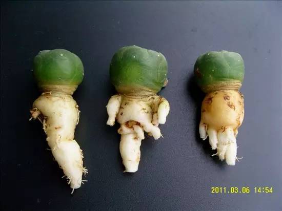 種植仙人掌科多肉植物該用什么土？