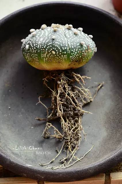 種植仙人掌科多肉植物該用什么土？