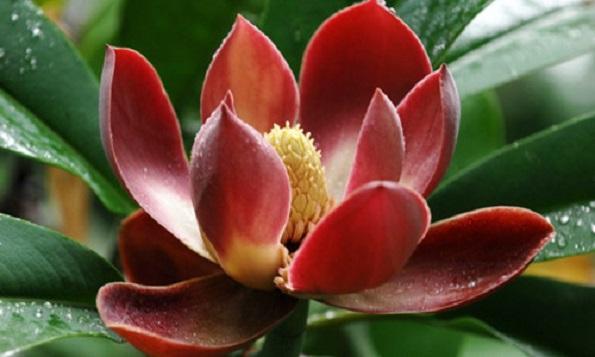 國家珍稀瀕危、Ⅲ級保護(hù)植物——紅花木蓮