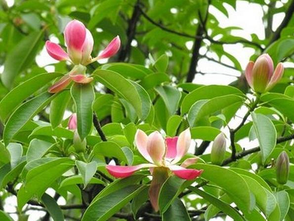 國家珍稀瀕危、Ⅲ級保護(hù)植物——紅花木蓮