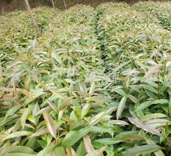 國家珍稀瀕危、Ⅲ級保護(hù)植物——紅花木蓮