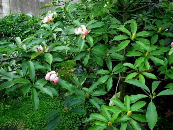 國家珍稀瀕危、Ⅲ級保護(hù)植物——紅花木蓮